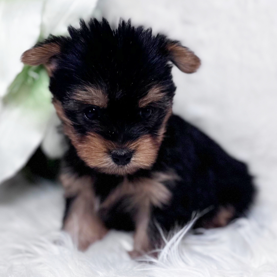 503244375_large Coby